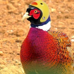 3 stycken kycklinghjälmar, fågelskyddshjälm, kycklinghjälmhatt, justerbar kycklinghuvudskydd för kyckling, för fjäderfähuvudskydd><noscript><img width=