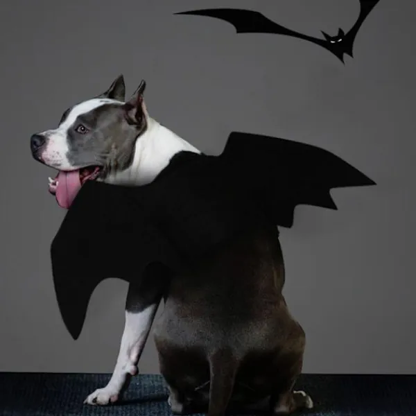 JIUSAIRUI Halloween kostym Pet Bat Wings Katt Hund Bat Costume Vingar small> Dräkter