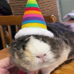 Lizard Tomte Hatt Kanin Withscarf Juldräkt 01 01 01><noscript><img width=