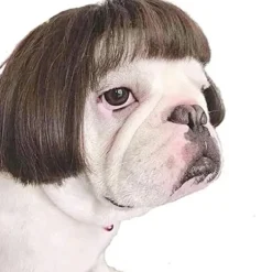 Rolig Hund Cosplay Peruk, Huvudbonad Kläder Leksak, Husdjursdräkter, Katt DXGHC><noscript><img width=